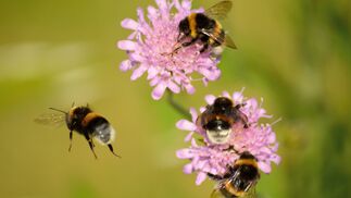 Wie Glyphosat Hummelnester beeinträchtigt