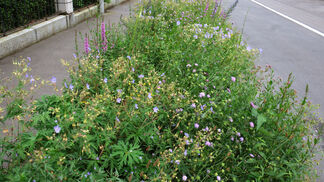 Luzern setzt auf Klimaschutz und Begrünung