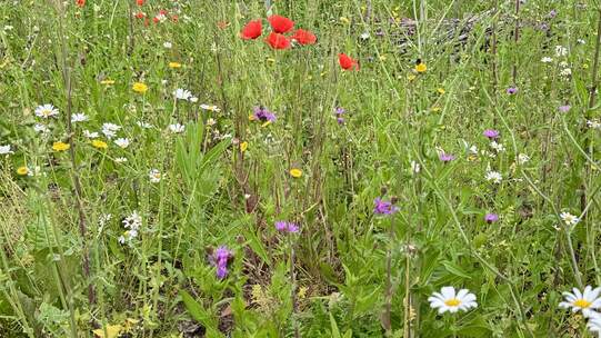 «Bonjour Natur» – Pro Natura berät gratis