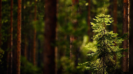 Foto: Erkki Makkonen / Shutterstock