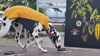 Schnüffelnasen im Einsatz gegen Japankäfer