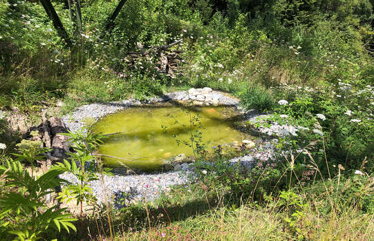 Das ist eine ideale Umgebung für die Kinderstube der Gelbbauchunken. Foto: Wolfgang Bischoff
