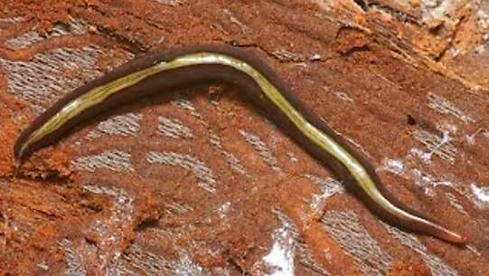 Invasive Plattwürmer gefährden heimische Fauna