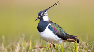 Stickstoffeinträge beeinflussen Vogelbestände