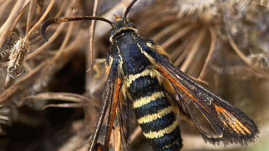 Mehr Biodiversität im Museumsquartier Bern