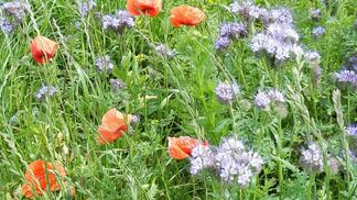 Neues Wissensportal zur Biodiversitätsförderung