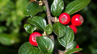 Die Rehabilitierung der Zwergmispel