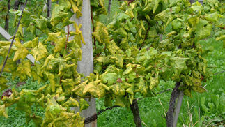 «Goldgelbe Vergilbung» breitet sich weiter aus