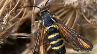 Mehr Biodiversität im Museumsquartier Bern
