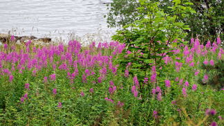 Wald-Weidenröschen ist Wildstaude des Jahres