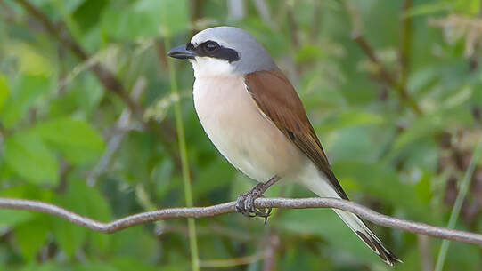 Stärkerer Schutz von Waffenplätzen