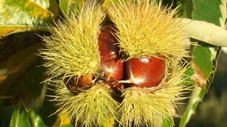 Schulthess-Gartenpreis für Pflege der Kastanie