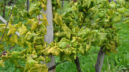 Befallene Reben verfärben sich und sterben ab. Foto: Wikimedia / Sabrina Herndl-Lanz