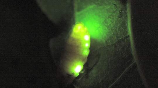 «Glühwürmchen-Leuchtstoff» als Testmittel 