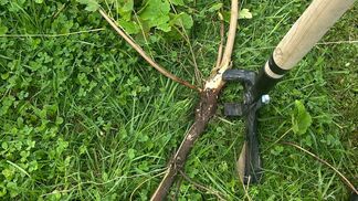 Wildlinge in die Zange nehmen