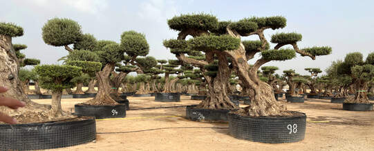 Olivenbäume in der Baumschule Planta Viva.