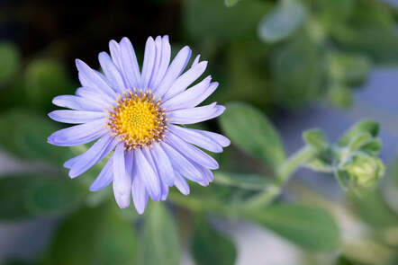 Diese Aster spathulifolius stammt aus Korea und ist wintergrün. Foto: © Pascaline Noack  