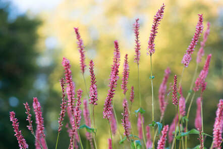 Der Knöterich Persicaria amplexicaulis «Orangofield» passt sich an jede Umgebung an. Foto: © Pascaline Noack