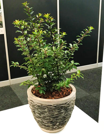 Die Stechpalme «Annys Dwarf» wurde für ihre nicht stechenden Blätter mit der Bronzemedaille 2017 ausgezeichnet. Besonders an ihr ist auch, dass sie keine Früchte trägt.