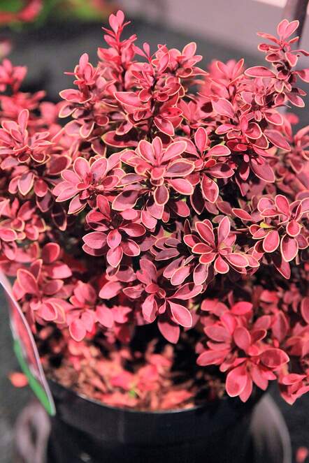 Berberis thunbergii «Admiration» ist eine neue Berberitze mit kompaktem Wuchs und buntem Laub. 