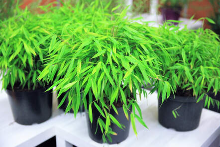 Fargesia murielae «Elias» überzeugt durch einen eleganten kompakten Wuchs, ist perfekt für einen begrenzten Raum geeignet und hat sich an der GG+ die Goldmedaille gesichert. 