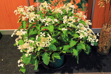 Die Rispenhortensie «Levana» ist eine wunderschöne Neuheit und verfügt über schmetterlingsförmige sterile Blüten.