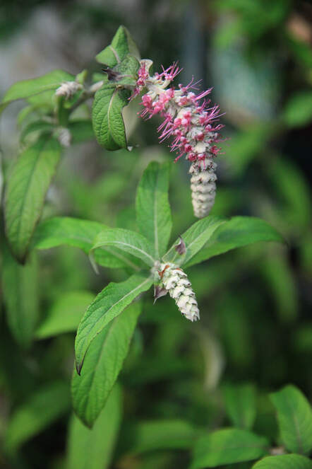 Rostrinucula dependes «Happy Cascade’»ist ein Strauch mit ähnlichen Eigenschaften wie ein Schmetterlingsflieder und winterfest bis -15 °C. Man sollte ihn im Auge behalten. 
