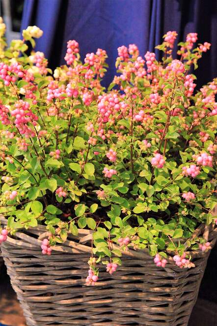 Die neue Schneebeere «Magical Candy» mit ihren rosaroten Früchten bleibt kompakt im Wuchs und eignet sich perfekt für Pflanzenkübel. 