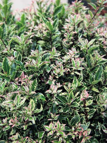 Die europäische Stechpalme «Ingramii» verfügt über ein besonders dekoratives zweifarbiges, für immergrüne Pflanzen aussergewöhnliches Laub.