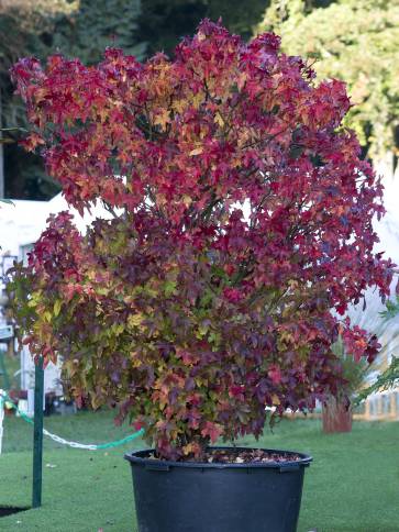 Der Liquidambar styraciflua ‘Gum Ball’ muss eigentlich nicht mehr vorgestellt werden, doch es lohnt sich, ihn wieder einmal für die Verwendung in kleinen Gärten in Erinnerung zu rufen. Foto: © Pascaline Noack Der Liquidambar styraciflua ‘Gum Ball’ muss eigentlich nicht mehr vorgestellt werden, doch es lohnt sich, ihn wieder einmal für die Verwendung in kleinen Gärten in Erinnerung zu rufen. Foto: © Pascaline Noack