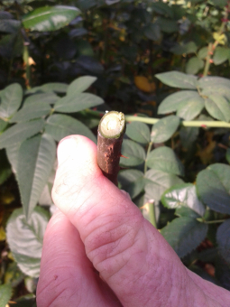 Importierte Schnittrosen werden auf das Ralstonia-Bakterium hin kontrolliert.