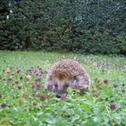 Freie Bahn für Igel & Co.