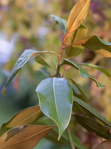 Die Magnolia grandiflora ‘Kay Parris’ weist einen kompakten Wuchs auf. Foto: © Pascaline Noack Die Magnolia grandiflora ‘Kay Parris’ weist einen kompakten Wuchs auf. Foto: © Pascaline Noack