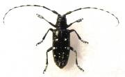 Funde invasiver Käfer 