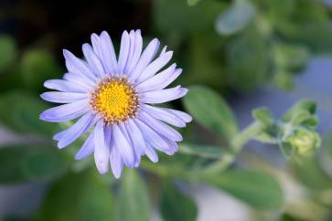 Diese Aster spathulifolius stammt aus Korea und ist wintergrün. Foto: © Pascaline Noack
Diese Aster spathulifolius stammt aus Korea und ist wintergrün. Foto: © Pascaline Noack