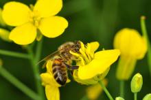 Die Auswertung ergab, dass Honigbienen von den Rapsfeldern angelockt werden und weniger Apfelblüten bestäuben. (Foto: Albin Andersson)