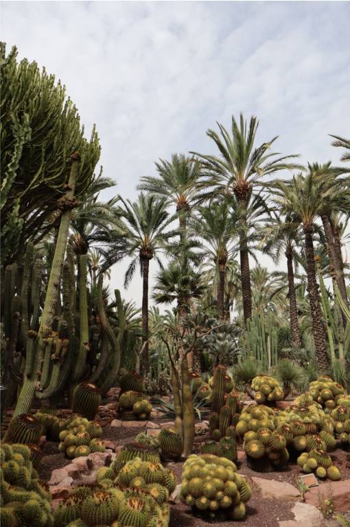 Der Huerto del Cura ist der bekannteste Palmengarten Europas.