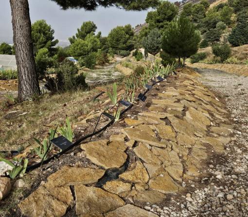Topografisch dargestellte Iris Rabatte.