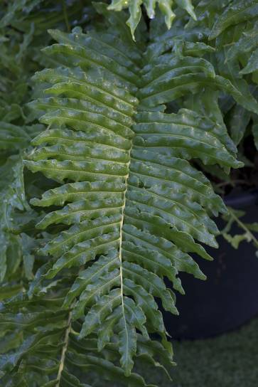 Der kräftige Farn Blechnum chilense ist ein chilenischer Cousin des B. spicant und winterhart bis -13 °C. Foto: © Pascaline Noack