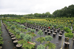 Wenn die bodenunabhängige Produktion nicht als Fruchtfolgefläche angerechnet wird, kann künftig nie mehr eine Gärtnerei in einer Speziallandwirtschaftszone errichtet werden. 