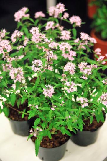 Caryopteris clandonensis ’Lissteph’ (STEPHI) ist die erste Bartblume mit einem rosaroten Blütenstand und silbrigen Blättern. Silbermedaille 2017.