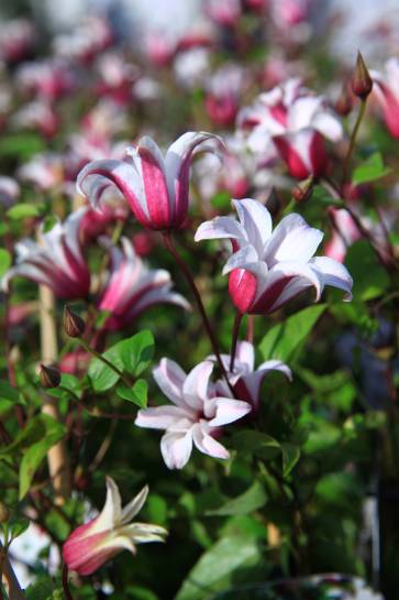 Der Cultivar ‘PRINCESS KATE’ ist eine Waldrebe mit kleinen Blüten. Die Kletterpflanze kann bis zu 2 Meter hoch klettern. Foto: © Pascaline Noack