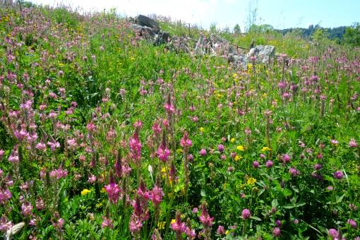 Foto: Urs Rüttimann