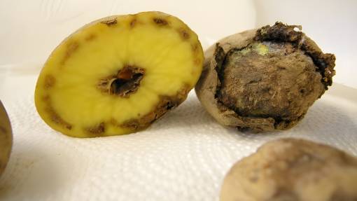 Mit der Bakterienwelke befallene Kartoffeln.Foto: admin.ch