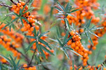 ‘Rockorange’ ist eine Sanddorn-Selektion, die besonders viele Früchte trägt. Foto: © Pascaline Noack