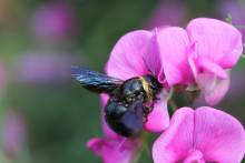 Die Grosse Blaue Holzbiene (Xylocopa violacea) liebt es warm und gehört zu den grössten Bienenarten in Mitteleuropa. (Foto: Jens Jakob/Pixabay)