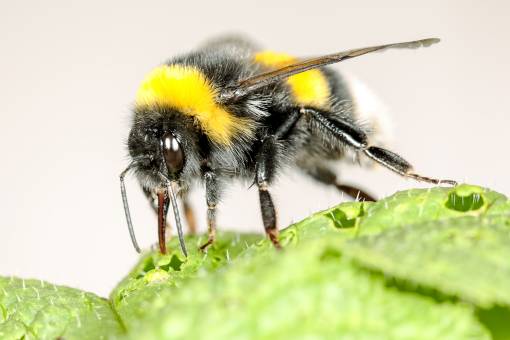 Hummel beschädigt-blütenlose Pflanze. Foto zVg Hannier Pulido