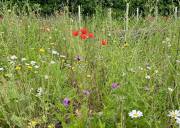 «Bonjour Natur» – Pro Natura berät gratis