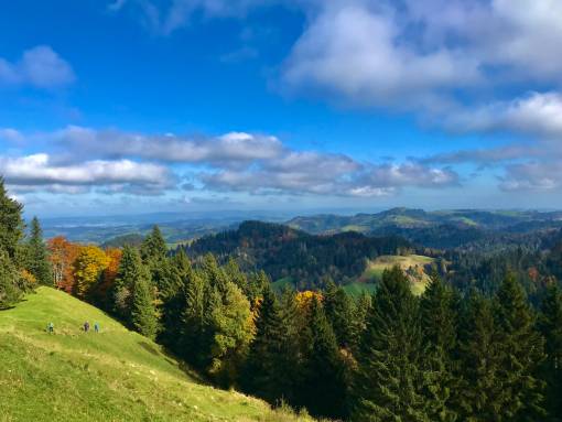 Dichte, artenreiche Wälder bieten einen besseren Schutz vor Naturgefahren. Foto: Claudia Bertoldi