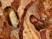 Baumsterblichkeit durch Insekten nimmt zu